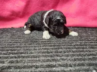 Jenna, a female Bernedoodle for sale in Seward, NE – 2 of 2