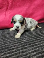 Lars, a male Cavapoo for sale in Seward, NE – 2 of 2
