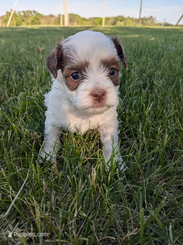 Miles – Shihpoo puppy for sale in Seward, NE