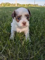 Miles, a male Shihpoo for sale in Seward, NE – 1 of 1