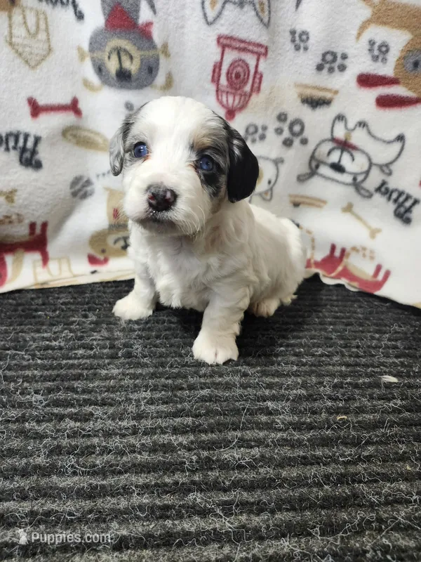 Jessica – Bernedoodle puppy for sale in Seward, NE