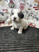 Jessica, a female Bernedoodle for sale in Seward, NE – 3 of 6