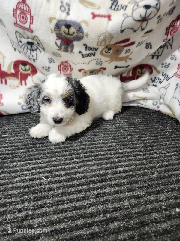 Jessica – Bernedoodle puppy for sale in Seward, NE