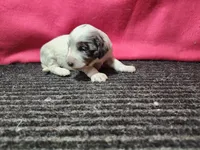 Jasmine, a female Bernedoodle for sale in Seward, NE – 3 of 3