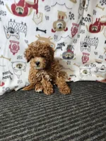 Rex, a male Cavapoo for sale in Seward, NE – 2 of 2