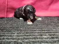 Jenna, a female Bernedoodle for sale in Seward, NE – 1 of 2
