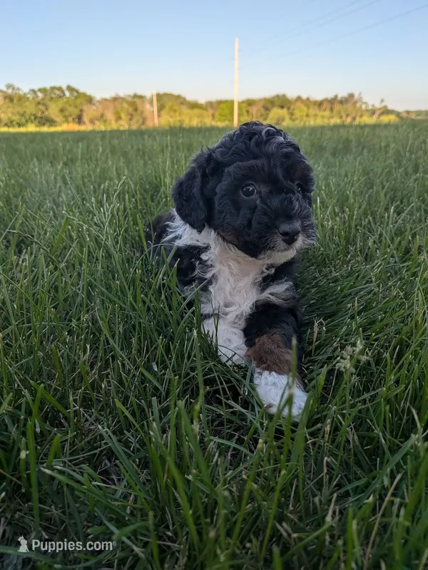 Jenna – Bernedoodle puppy for sale in Seward, NE