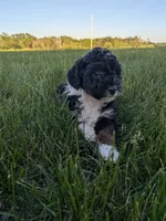 Jenna, a female Bernedoodle for sale in Seward, NE – 1 of 4