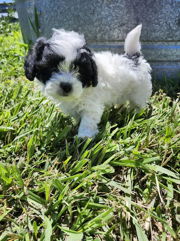 Mia – Shihpoo puppy for sale in Seward, NE