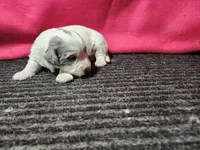 Jessica, a female Bernedoodle for sale in Seward, NE – 2 of 3