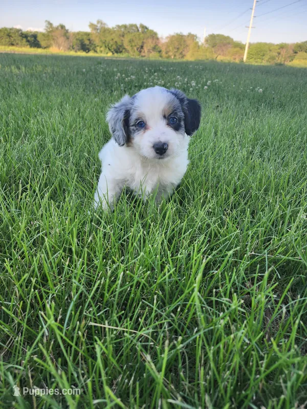 Jessica – Bernedoodle puppy for sale in Seward, NE