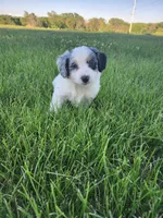 Jessica, a female Bernedoodle for sale in Seward, NE – 1 of 6