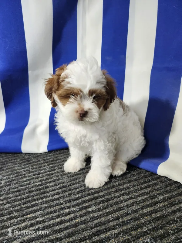 Miles – Shihpoo puppy for sale in Seward, NE