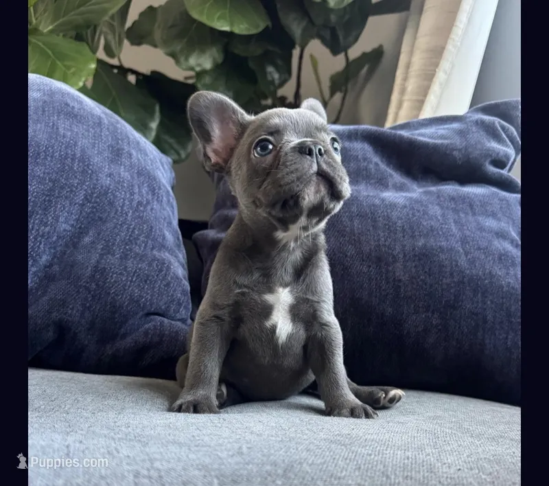 Garry – French Bulldog puppy for sale in Chicago, IL