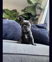 Garry, a female French Bulldog for sale in Chicago, IL – 2 of 8