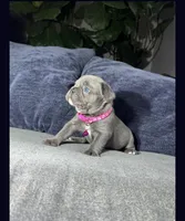 Garry, a female French Bulldog for sale in Chicago, IL – 4 of 8