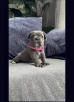 Garry, a female French Bulldog for sale in Chicago, IL – 7 of 8