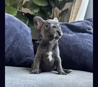 Garry, a female French Bulldog for sale in Chicago, IL – 5 of 8