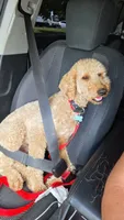 momo, a male Goldendoodle for sale in Spanish Fork, UT – 9 of 9