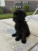 momo, a male Goldendoodle for sale in Spanish Fork, UT – 6 of 9