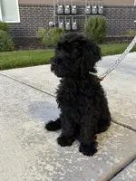 momo, a male Goldendoodle for sale in Spanish Fork, UT – 5 of 9
