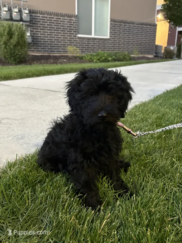 momo – Goldendoodle puppy for sale in Spanish Fork, UT