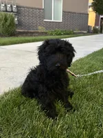 momo, a male Goldendoodle for sale in Spanish Fork, UT – 1 of 9