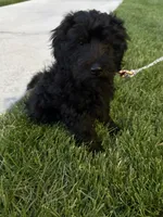 momo, a male Goldendoodle for sale in Spanish Fork, UT – 8 of 9