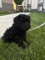 momo, a male Goldendoodle for sale in Spanish Fork, UT – 4 of 9