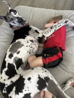 Hogan, a male Great Dane for sale in Justin, TX – 2 of 4