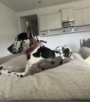 Hogan, a male Great Dane for sale in Justin, TX – 3 of 4