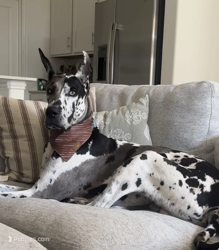 Hogan – Great Dane puppy for sale in Justin, TX