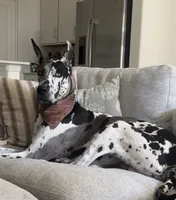 Hogan, a male Great Dane for sale in Justin, TX – 1 of 4