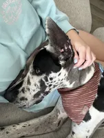 Hogan, a male Great Dane for sale in Justin, TX – 4 of 4