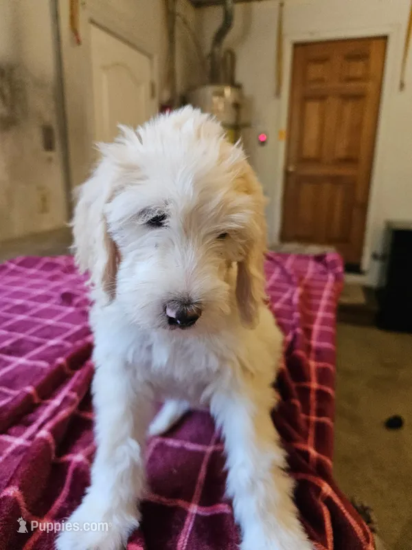 Sugar – Sheepadoodle puppy for sale in Hidden Valley Lake, CA