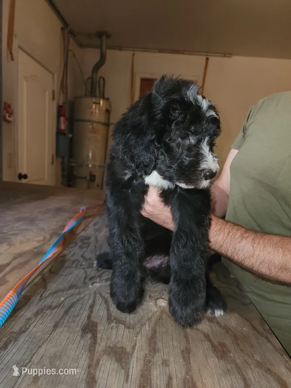 Skunk – Sheepadoodle puppy for sale in Hidden Valley Lake, CA