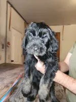 Jet, a female Sheepadoodle for sale in Hidden Valley Lake, CA – 2 of 4