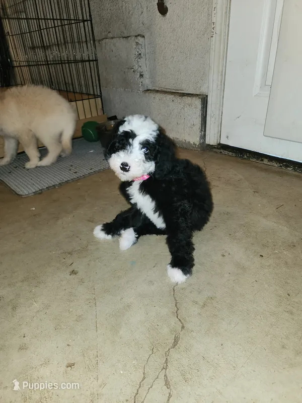 Zero – Sheepadoodle puppy for sale in Hidden Valley Lake, CA
