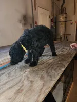 Jet, a female Sheepadoodle for sale in Hidden Valley Lake, CA – 4 of 4