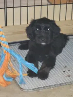 Jet, a female Sheepadoodle for sale in Hidden Valley Lake, CA – 3 of 4