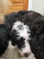 Zero, a male Sheepadoodle for sale in Hidden Valley Lake, CA – 4 of 5