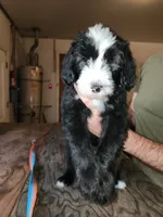 Zero, a male Sheepadoodle for sale in Hidden Valley Lake, CA – 5 of 5