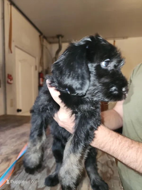 Jet – Sheepadoodle puppy for sale in Hidden Valley Lake, CA
