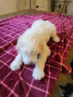 Sugar, a female Sheepadoodle for sale in Hidden Valley Lake, CA – 2 of 2