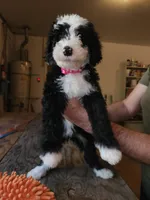 Zero, a male Sheepadoodle for sale in Hidden Valley Lake, CA – 3 of 5