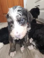 Diablo, a female Sheepadoodle for sale in Hidden Valley Lake, CA – 2 of 3