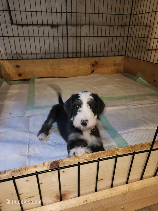 Diablo – Sheepadoodle puppy for sale in Hidden Valley Lake, CA