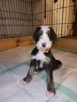 Diablo, a female Sheepadoodle for sale in Hidden Valley Lake, CA – 3 of 3
