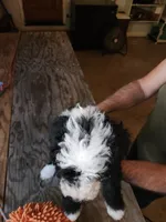 Zero, a male Sheepadoodle for sale in Hidden Valley Lake, CA – 2 of 5