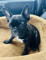 Tum , a male French Bulldog for sale in Bakersfield, CA – Photo 2 of 6